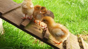 Baby chicks walk up a platform in a chicken coop. Medium shot