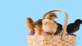 An Easter basket overflows with chicks and eggs. Medium shot with green screen alpha channel mask