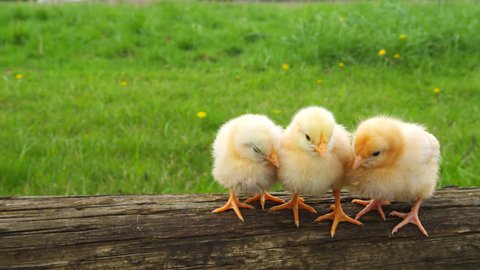Three chicks huddle together on a log. Medium shot – Stockvideo