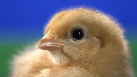Profile of a cute baby chick with a blue background. Close up shot