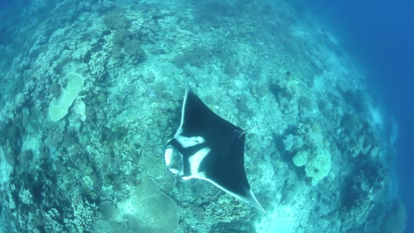 A manta ray (Manta sp.) cruises slowly above an isolated pinnacle where cleaning