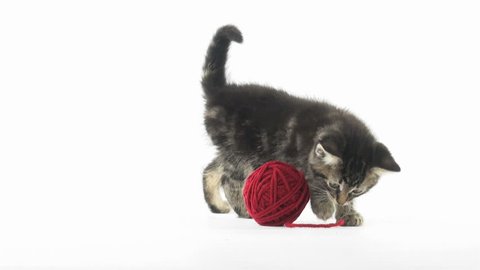 Cute baby tabby American shorthair kitten playing with a red ball of yarn on white background