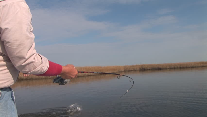 Fisherman catching Redfish in Louisiana Marsh.