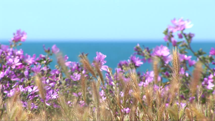 Violet flowers and Black sea
