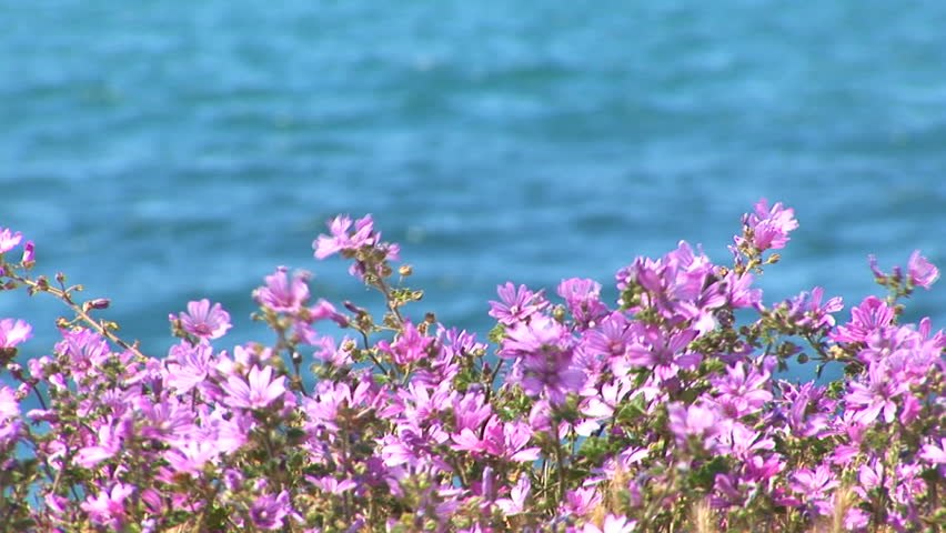 Violet flowers and Black sea