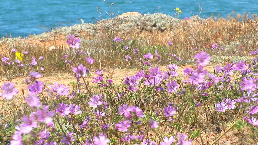 Violet flowers against Black sea. There has by passed the person