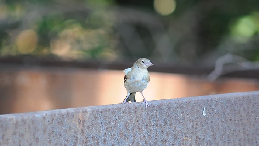 chaffinch on hunting