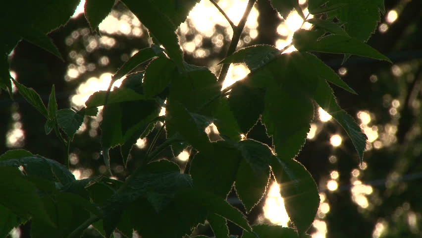 Early morning sun comes up through berry patch and trees at sunrise, time lapse.