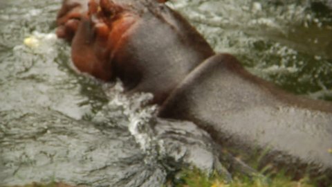 Hippopotamus chewing his food close up.