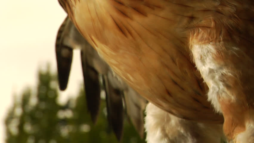 Eagle/Hawk stares at a distance.
