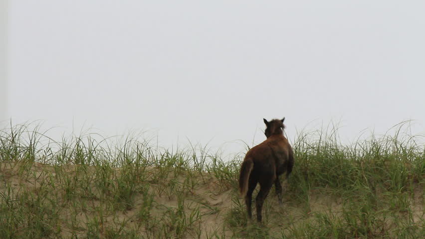 A wild young colt gallops across the dunes of Carova Beach along the outer banks of North Carolina