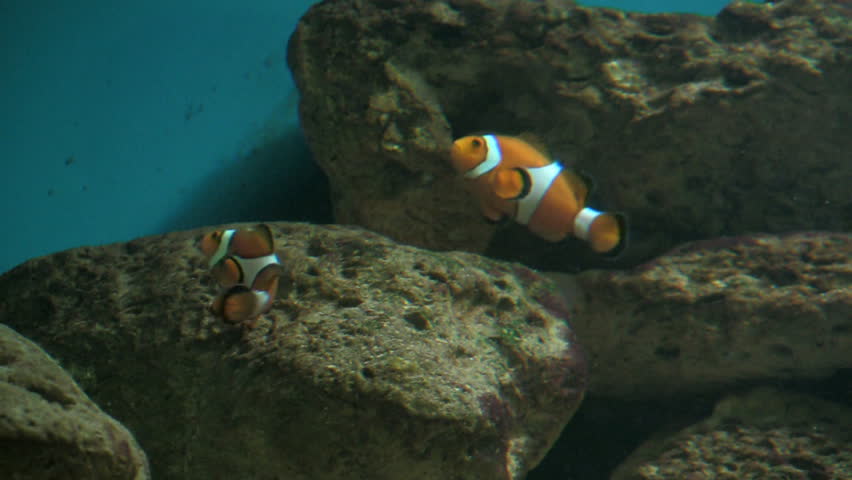 Underwater footage of exotic fishes