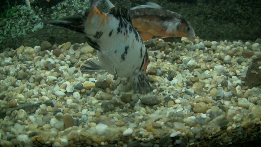 Underwater footage of exotic fishes