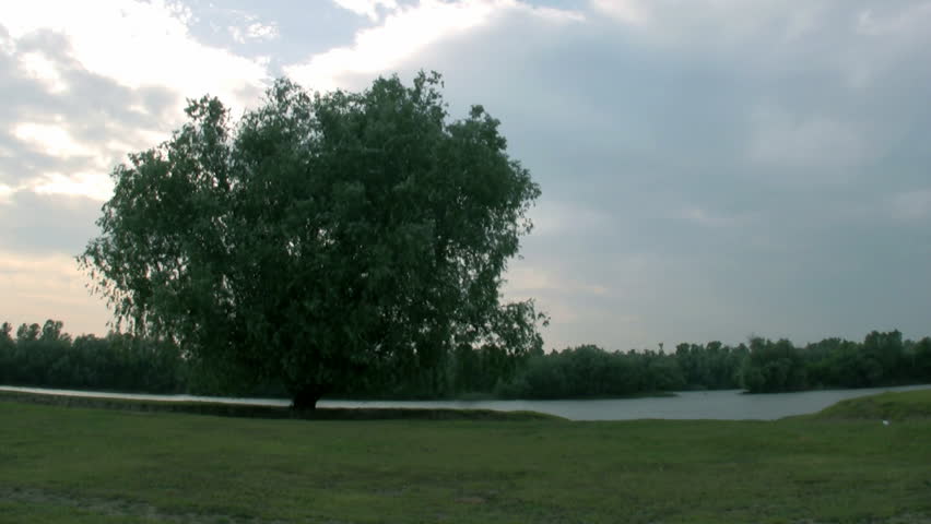 Lonely tree and river