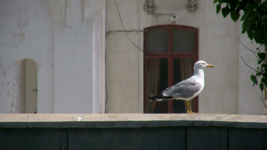 Seagull standing on a building