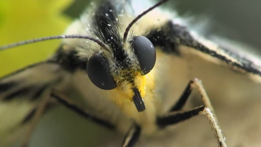 beautiful head macro