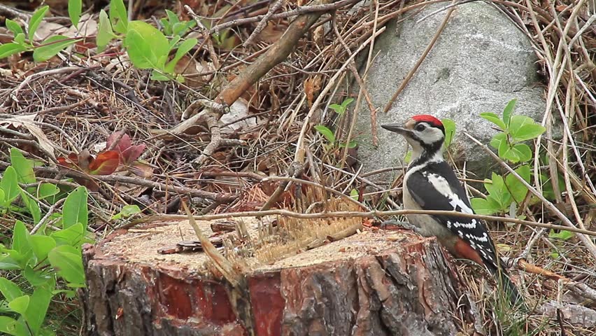 Woodpecker on a stump