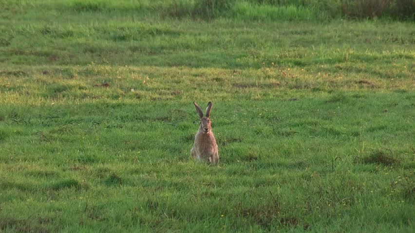 Hare on a meadow