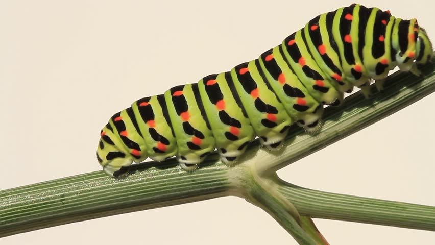 Caterpillar moving on a stem