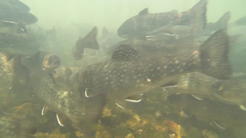Swarm of brook trouts
