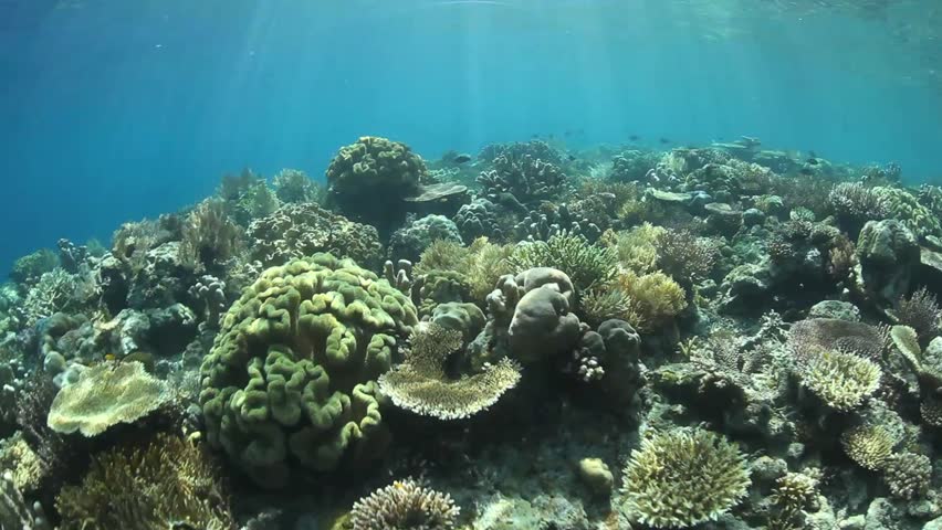 Corals compete for space to grow on a diverse reef in eastern Indonesia.  This