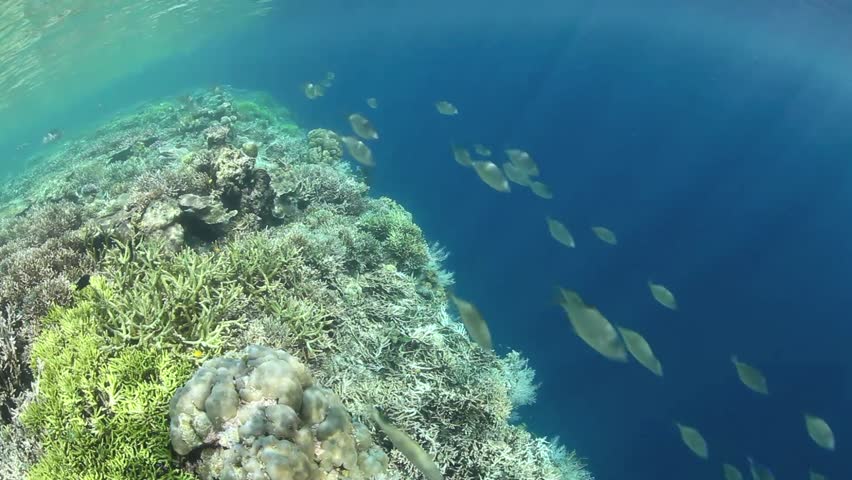 A school of trevally cruise along the edge of a diverse coral reef in Raja