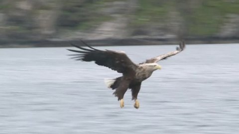 White-tailed eagle catching a fish out of the water