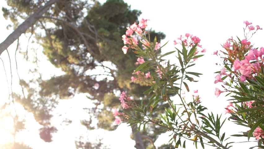Slow Motion Dolly Shot Of Blooming Oleander Bush 