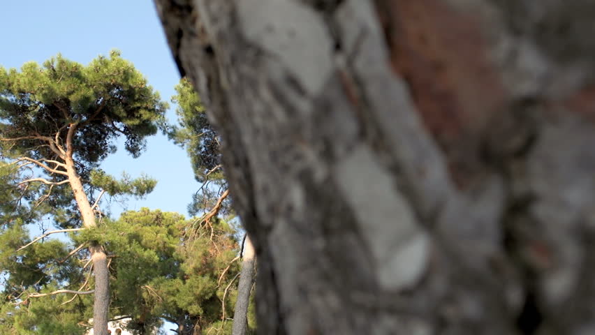Slow Motion Dolly Shot Of Old And Tall Pine Trees