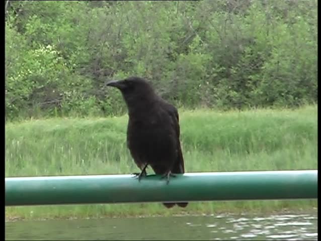Crow concert. Vancouver island. Canada.