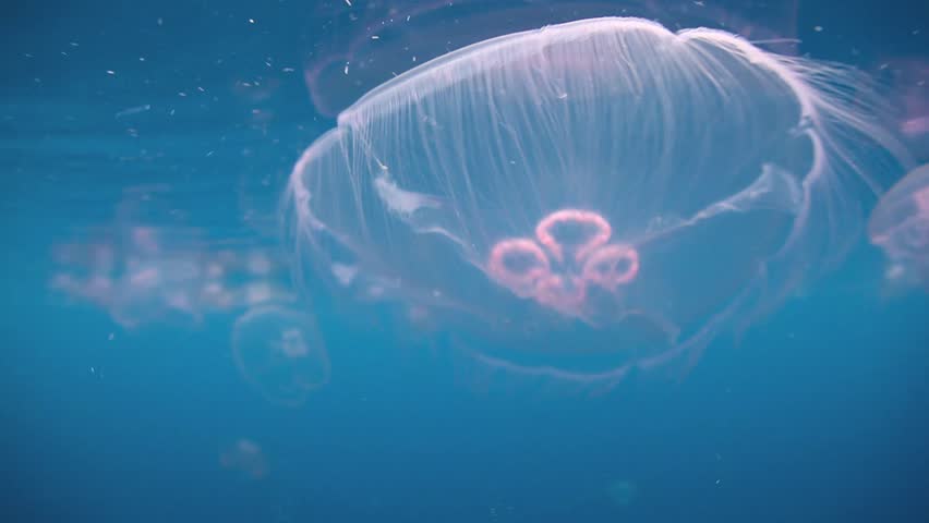 A large aggregation of Moon jellyfish (Aurelia aurita) are found drifting in