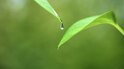 Water drips on leaves, slow motion