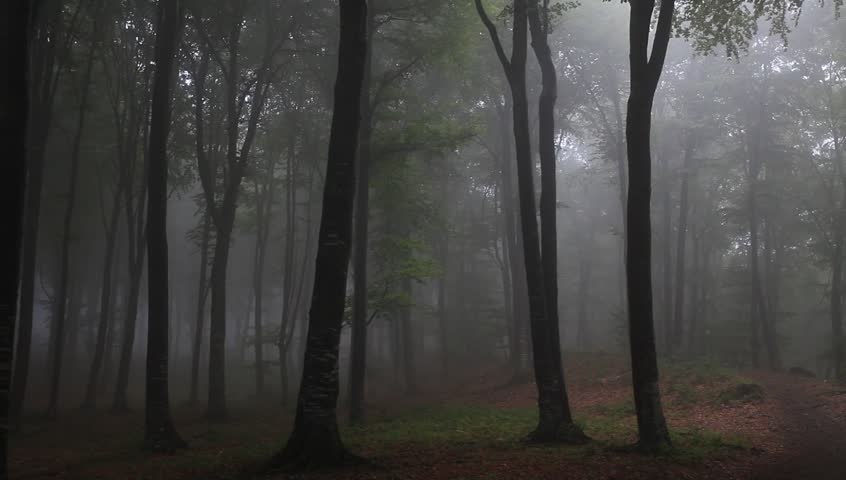 Foggy forest with rain drops sound