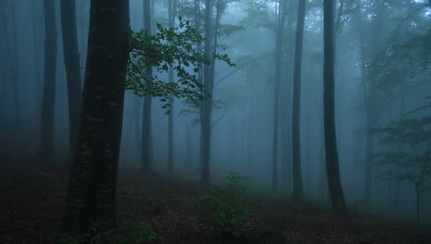 foggy forest rain drops sound Stock Footage Video (100% Royalty-free) 4560698 | Shutterstock