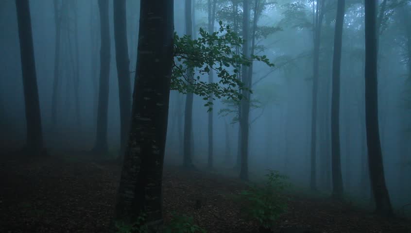 Foggy forest with rain drops sound