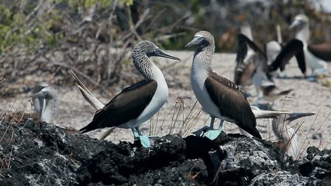 Blue footed Booby bird on Galapagos Islands