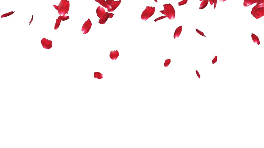 Rose Petals Falling, Against White Stock Footage Video (100% Royalty