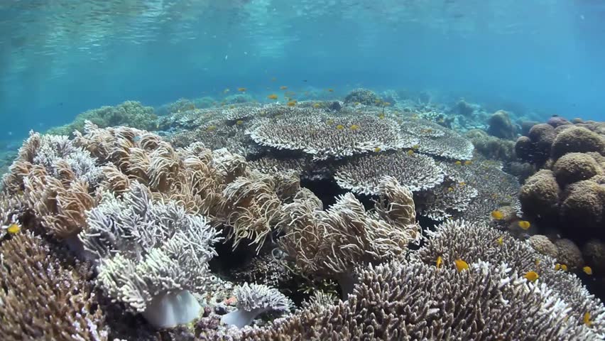 Small, yellow damselfish swim around a massive table coral in Raja Ampat,