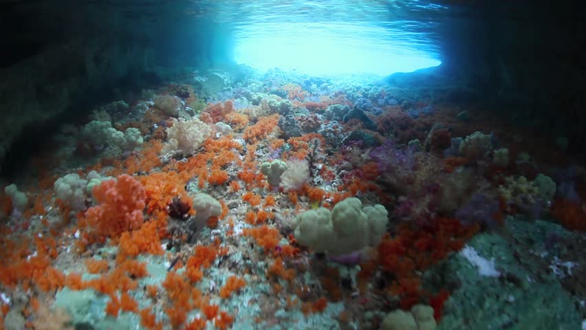 A shallow tunnel, covered with soft corals, leads to a diverse coral reef in
