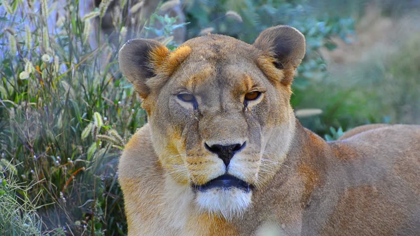 Lion breath. Lioness breathing heavily after a wild hunt