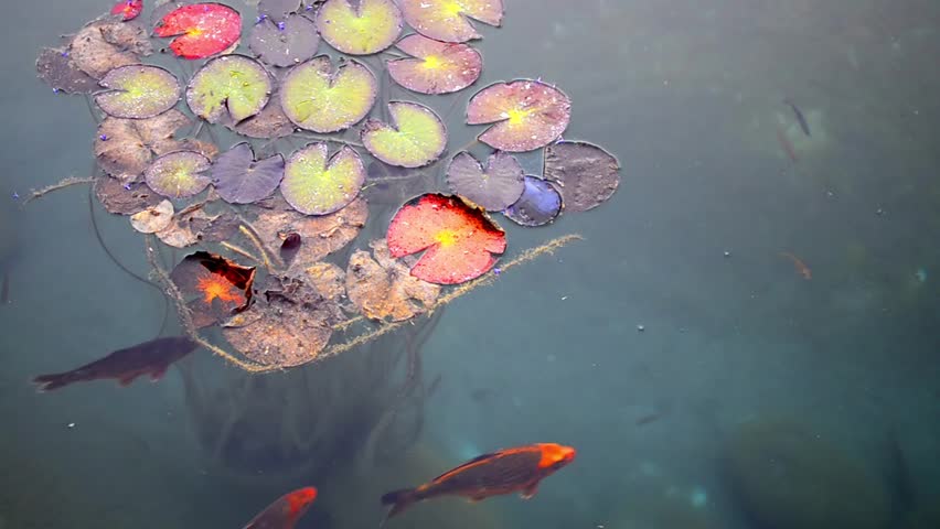 Fish and Giant Lily Pads. Nature with a nice plant on a surface and transparent