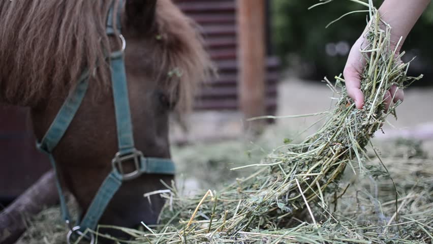 Pony horse feed by child, close up. Straw is feed to a pony horse by child hands