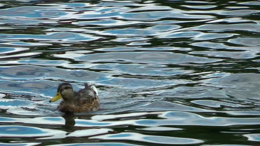 Ducks swimming on the River Thames, London
