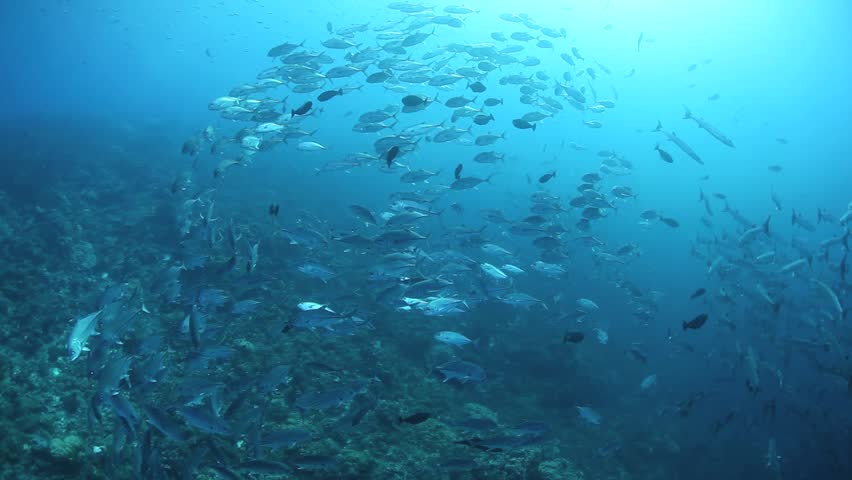 A large school of barracuda are found above a current-swept coral reef in the