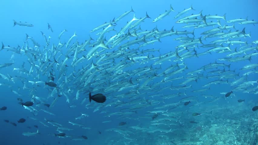 A large school of barracuda are found above a current-swept coral reef in the