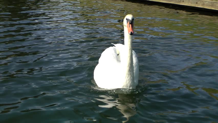 Swan swimming on a river