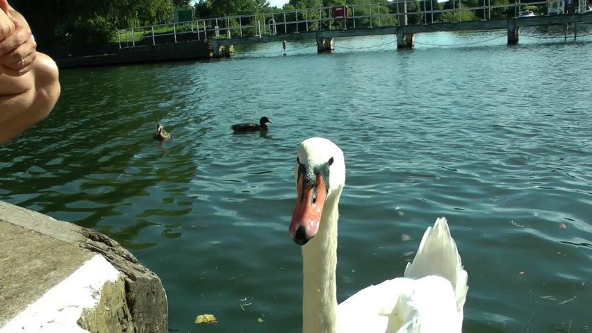 Swan feeding at the side of a river