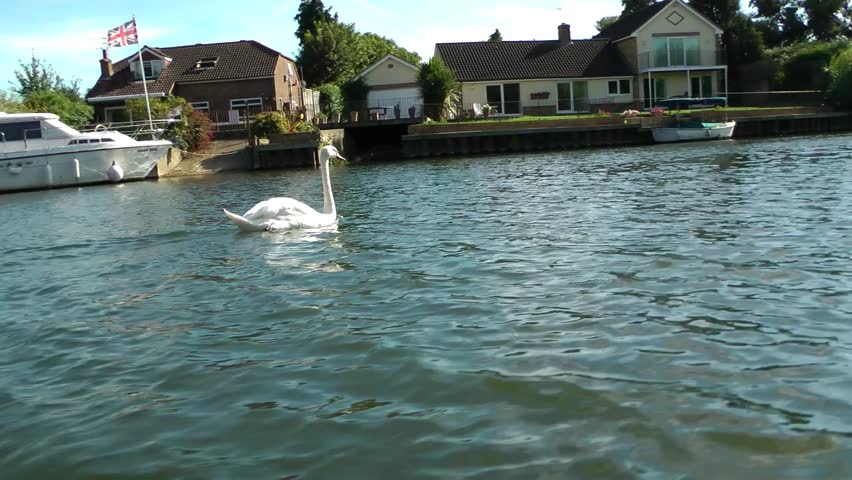 Swan swimming on a river - POV from Sailing Boat