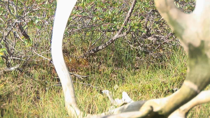 Caribou migration in northern Quebec. Bull caribou skull, probably killed by wolves.