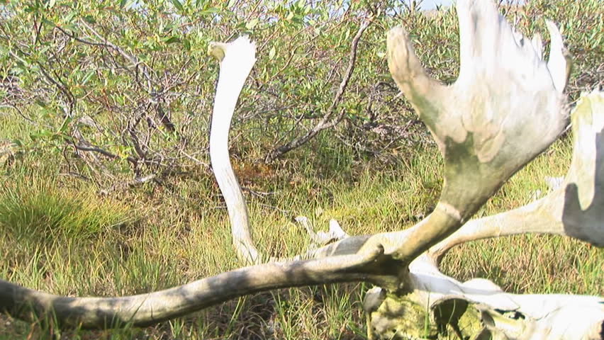 Caribou migration in northern Quebec. Bull caribou skull, probably killed by